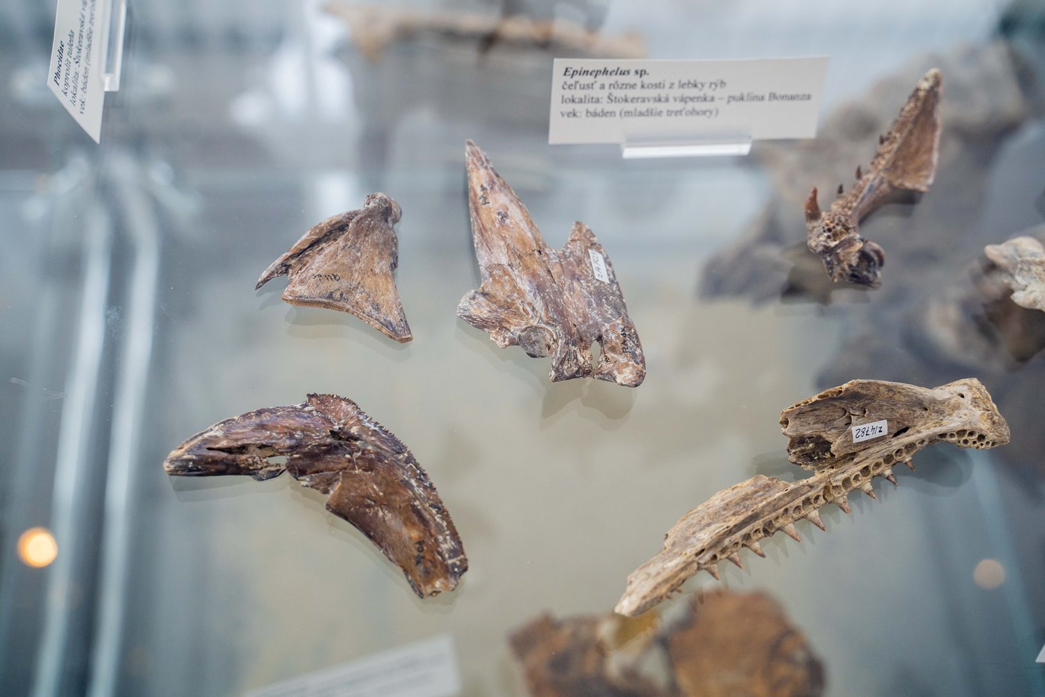 Čeľusť a úlomky kostí z lebky rýb z lokality Bonanza na Devínskej Kobyle