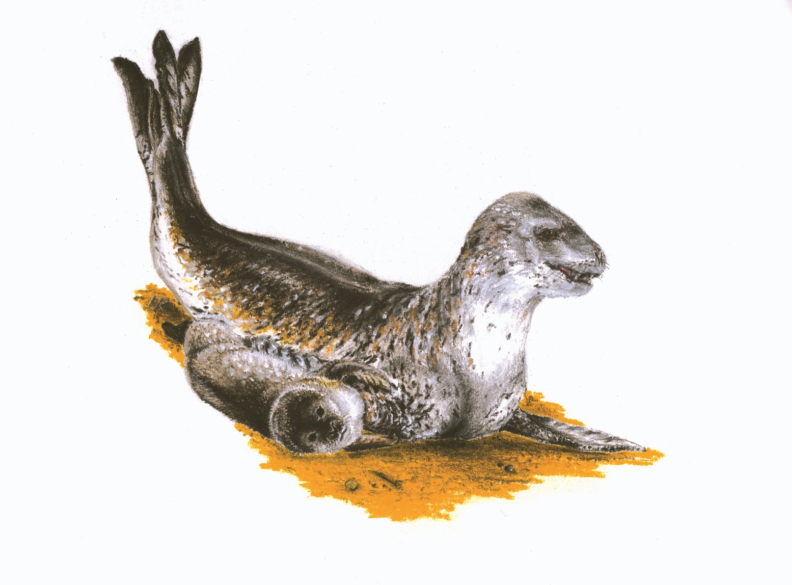 Umelecká rekonštrukcia tuleňa Devinophoca claytoni. Suchý pastel, autor Ivana Koubová Zdroj: archív I. Koubovej