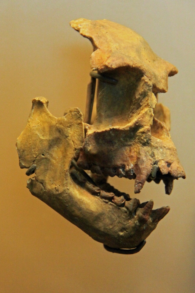Kópia lebky opice Pliopithecus vindobonensis v expozícii Prírodovedného múzea vo Viedni. Foto: J. Madarás