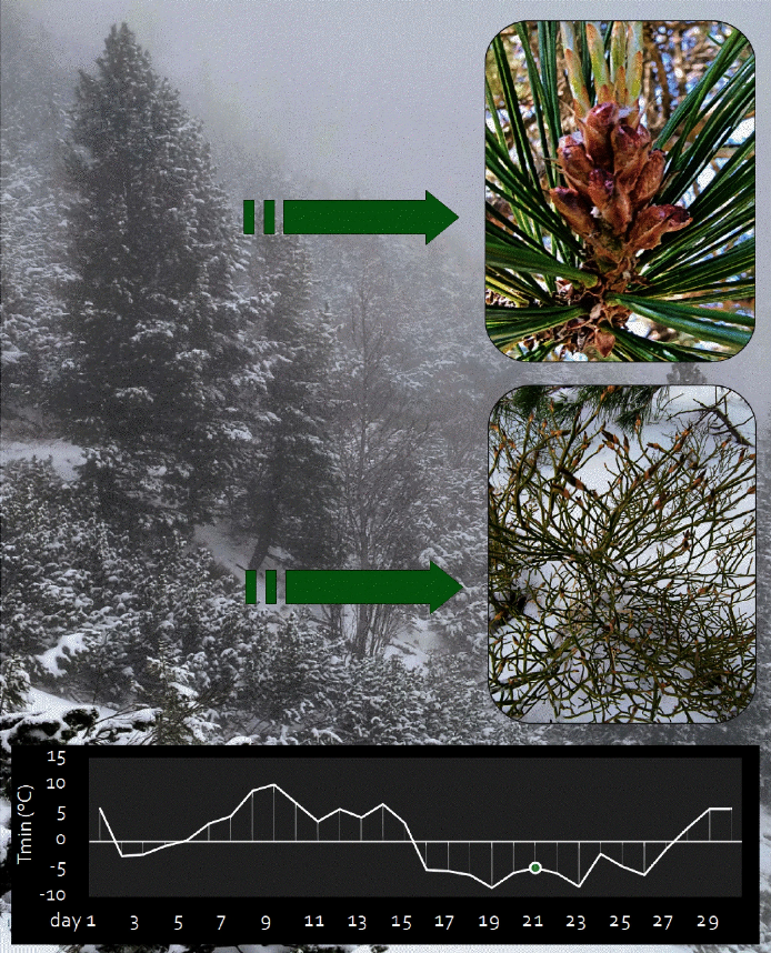 Pohľad na výskumnú plochu limby