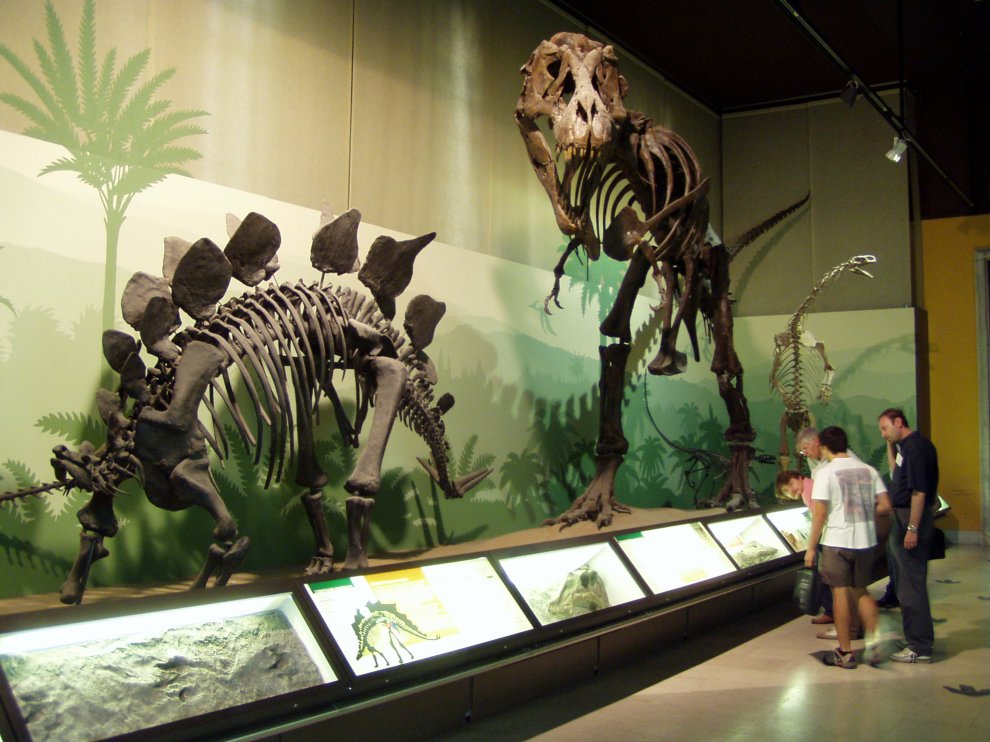 Stegosaurus a Tyrannosaurus v expozícii prírodovedného múzea v talianskom Miláne